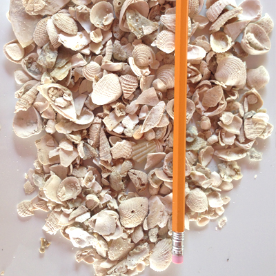 Crushed Sea Shells